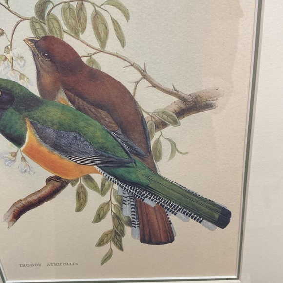 Framed Trogon Bird Art Print - Picture 14 of 16